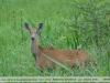 Blastocerus dichotomus