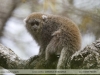 Callicebus donacophilus