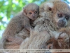 Callicebus donacophilus