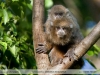 Callicebus donacophilus