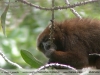 Callicebus modestus