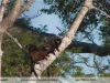 Callicebus olallae