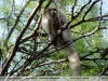 Callicebus pallescens