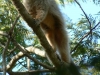 Callicebus pallescens