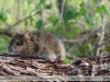 Calomys callosus