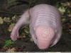 Calyptophractus retusus