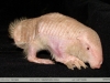 Calyptophractus retusus