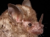 Carollia brevicauda