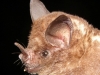 Carollia perspicillata