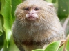 Cebuella pygmaea