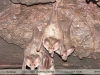 Chrotopterus auritus