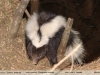 Conepatus chinga