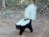 Conepatus chinga