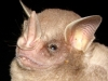 Dermanura anderseni