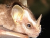 Platyrrhinus helleri