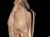 Platyrrhinus lineatus