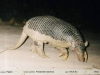 Priodontes maximus