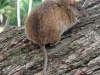 Proechimys longicaudatus