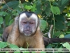 Sapajus apella