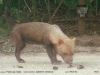 Speothos venaticus