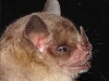 Sturnira erythromos