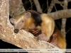 Tamandua tetradactyla