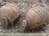 Tolypeutes matacus