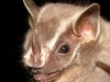 Uroderma bilobatum
