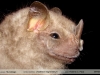 Uroderma magnirostrum