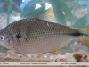 Astyanax bimaculatus