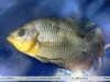 Chaetobranchopsis australis