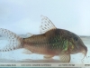 Corydoras aurofrenatus
