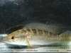 Crenicichla edithae