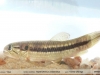 Hoplerythrinus unitaeniatus