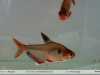 Hyphessobrycon eques
