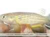 Neofundulus paraguayensis