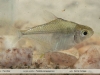 Poptella paraguayensis