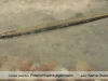 Potamorrhaphis eigenmanni