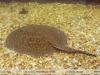 Potamotrygon motoro