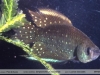 Simpsonichthys chacoensis