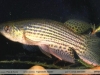 Trigonectes balzani