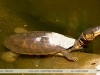 Acanthochelys macrocephala