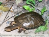 Acanthochelys pallidipectoris