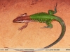 Ameiva ameiva