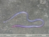Amphisbaena borelli