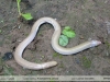 Amphisbaena camura
