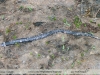 Amphisbaena fuliginosa