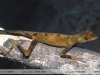 Anolis nitens