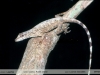 Anolis ortonii