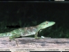 Anolis punctatus